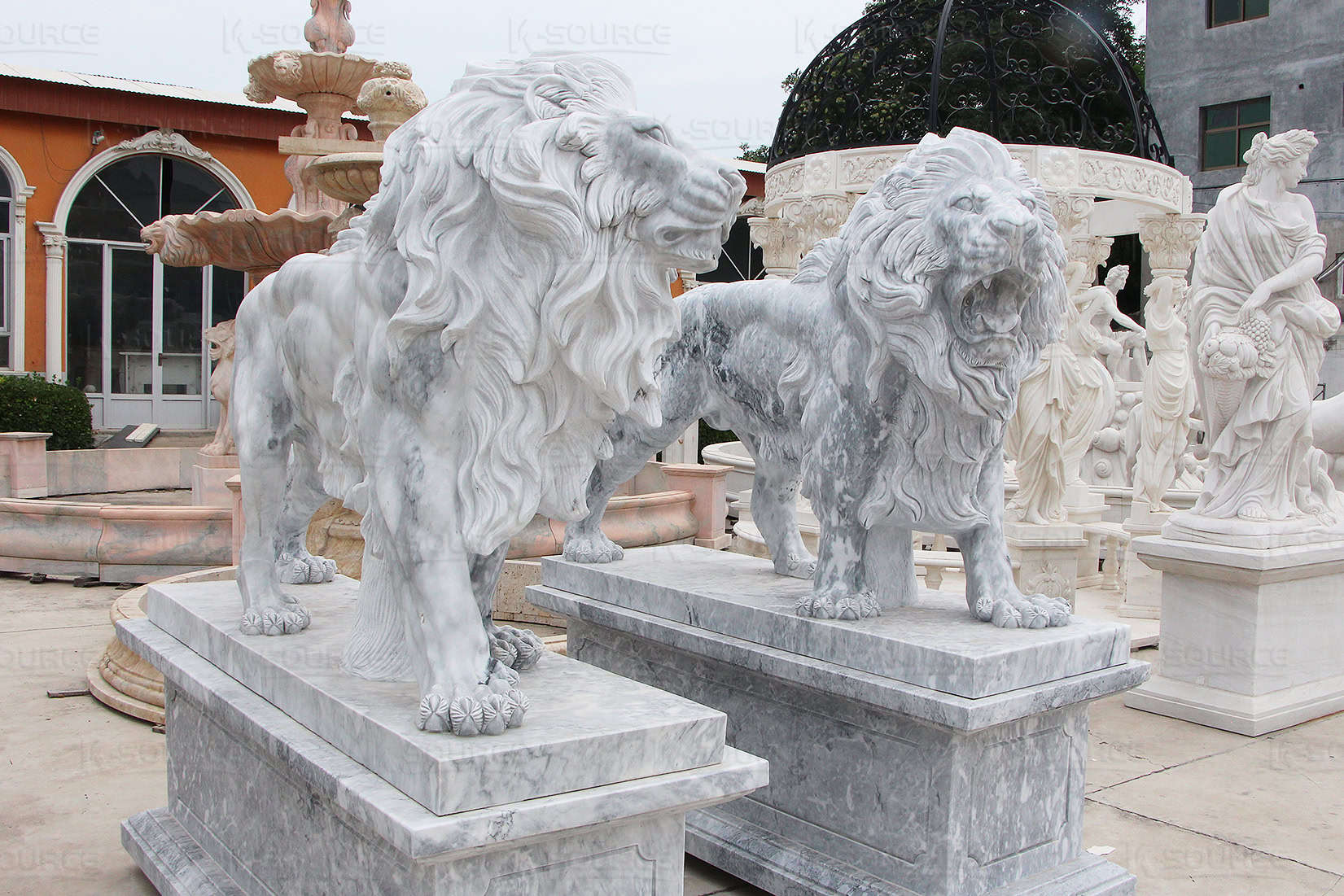 one dark and one light lions