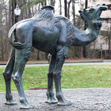 Middle Eastern single-humped camel